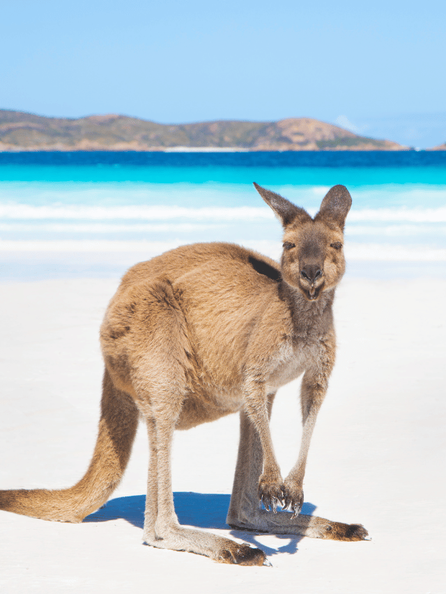 Lucky Bay: Onde ver cangurus relaxando na areia