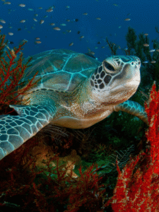 O guia para mergulho na Ilha Sipadan Guia do Mundo viagens viajar roteiros Capa Web Stories