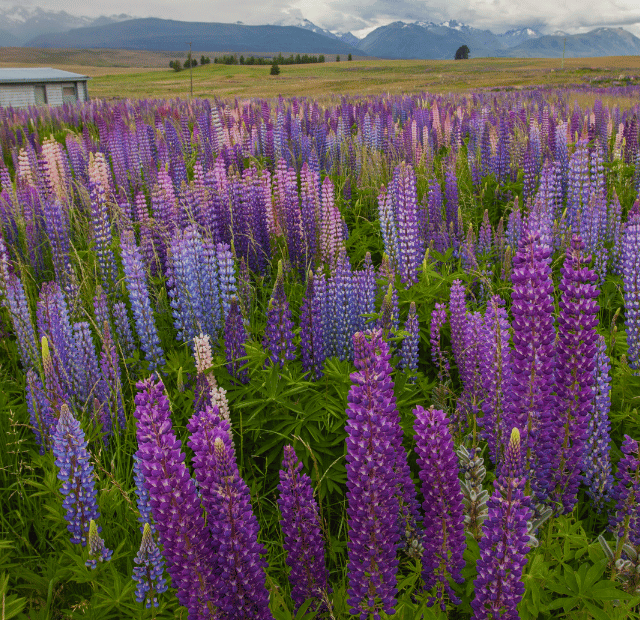 Onde e quando ver tremoços na Nova Zelândia Guia do Mundo viagens viajar roteiros Capa Web Stories