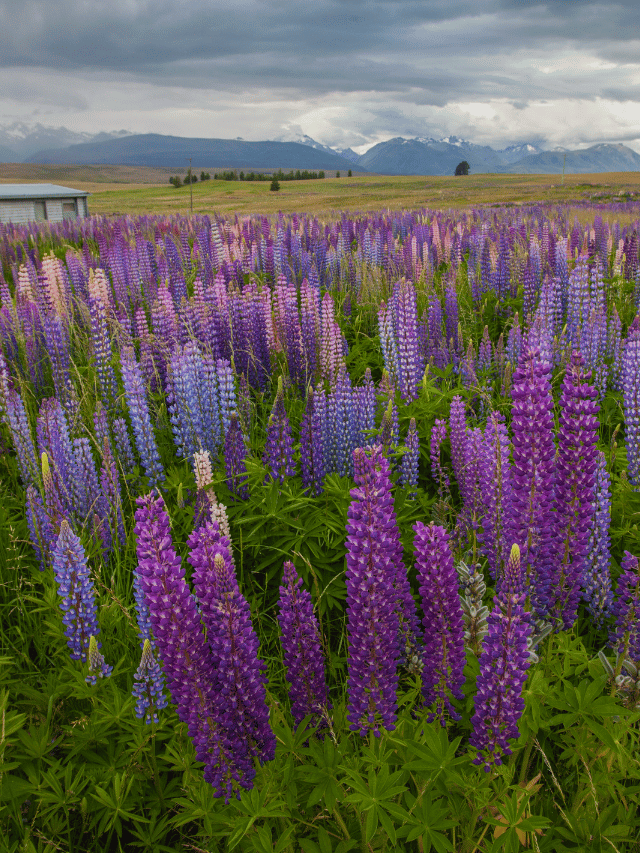 Onde e quando ver tremoços na Nova Zelândia?