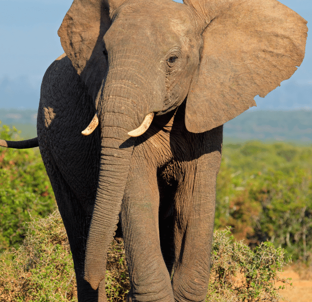 Onde ficam os maiores elefantes do mundo Guia do Mundo viagens viajar roteiros Capa Web Stories