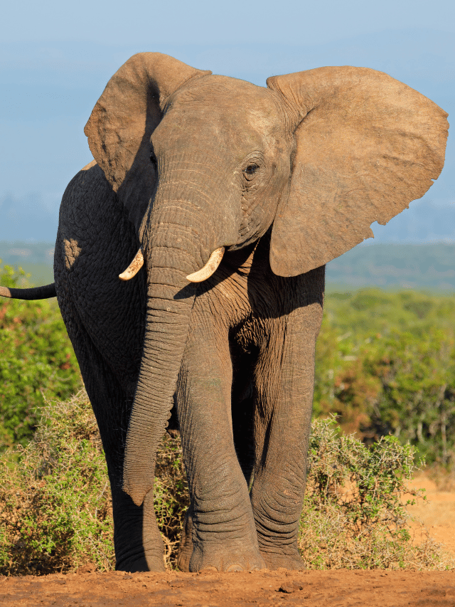 Onde ficam os maiores elefantes do mundo?