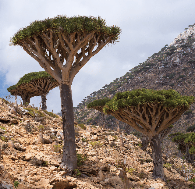 Qual a melhor época para visitar Socotra Guia do Mundo viagens viajar roteiros Capa Web Stories