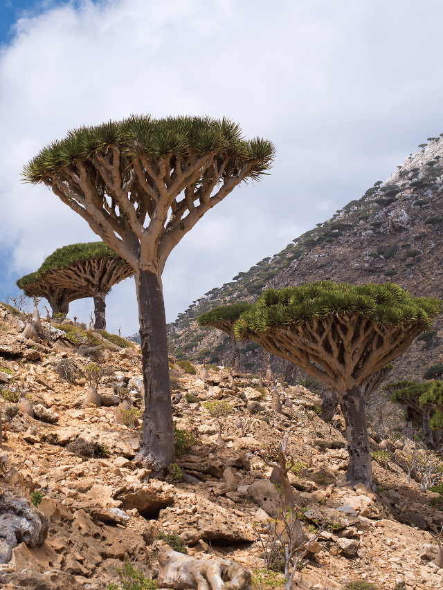 Qual a melhor época para visitar Socotra?