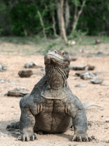 Quantos dias ficar em Komodo?