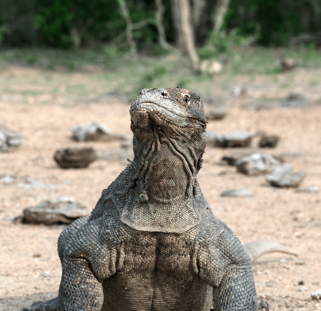 Quantos dias ficar em Komodo?