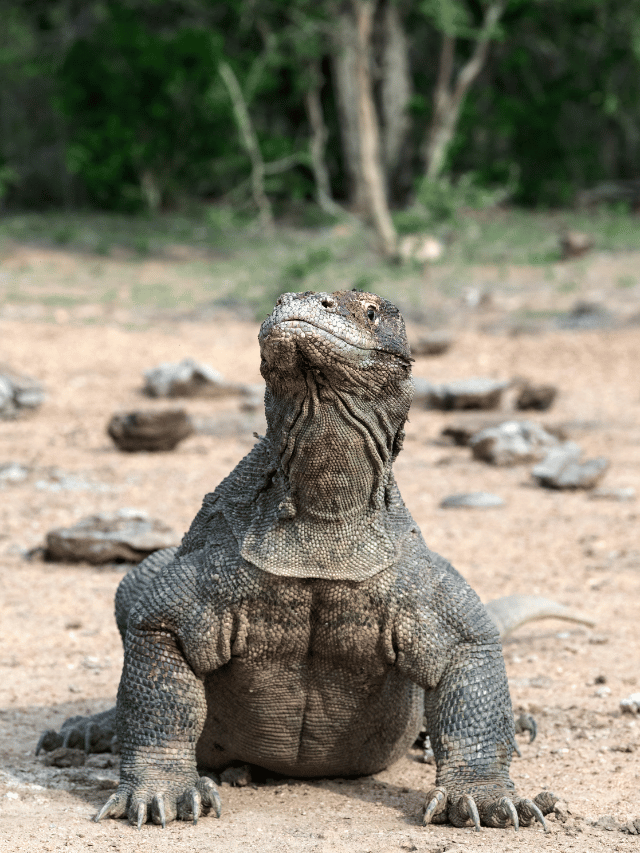 Quantos dias ficar em Komodo?