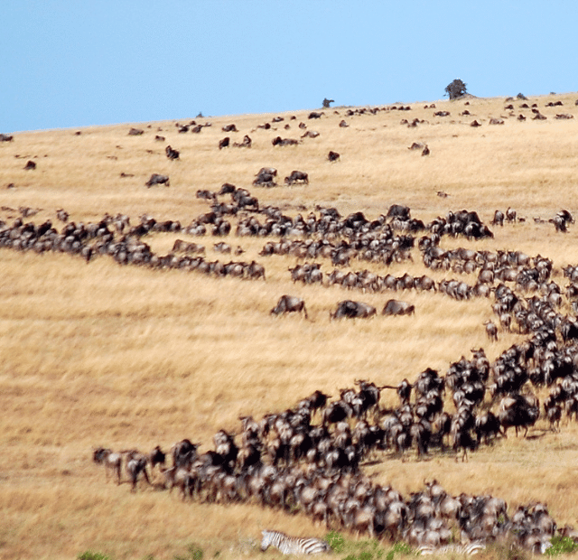Quênia vs Tanzânia Onde ver a Grande Migração Guia do Mundo viagens viajar roteiros Capa Web Stories