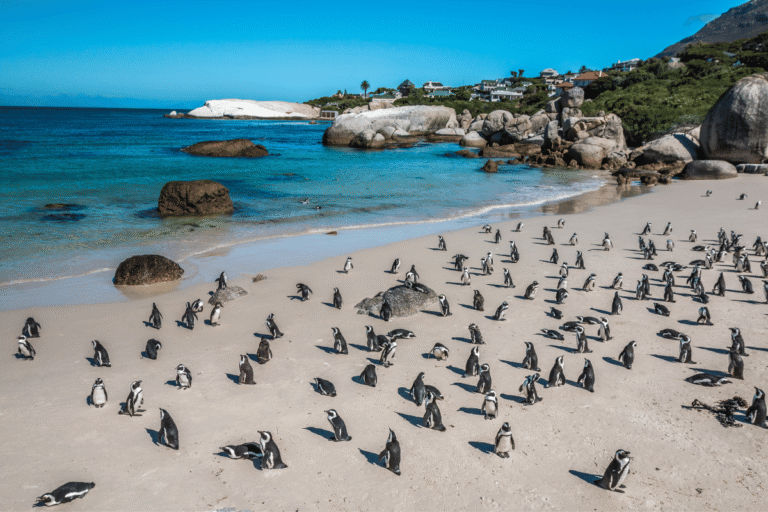 Como visitar Boulders Beach e ver os pinguins na África do Sul Guia do Mundo viagens viajar roteiros