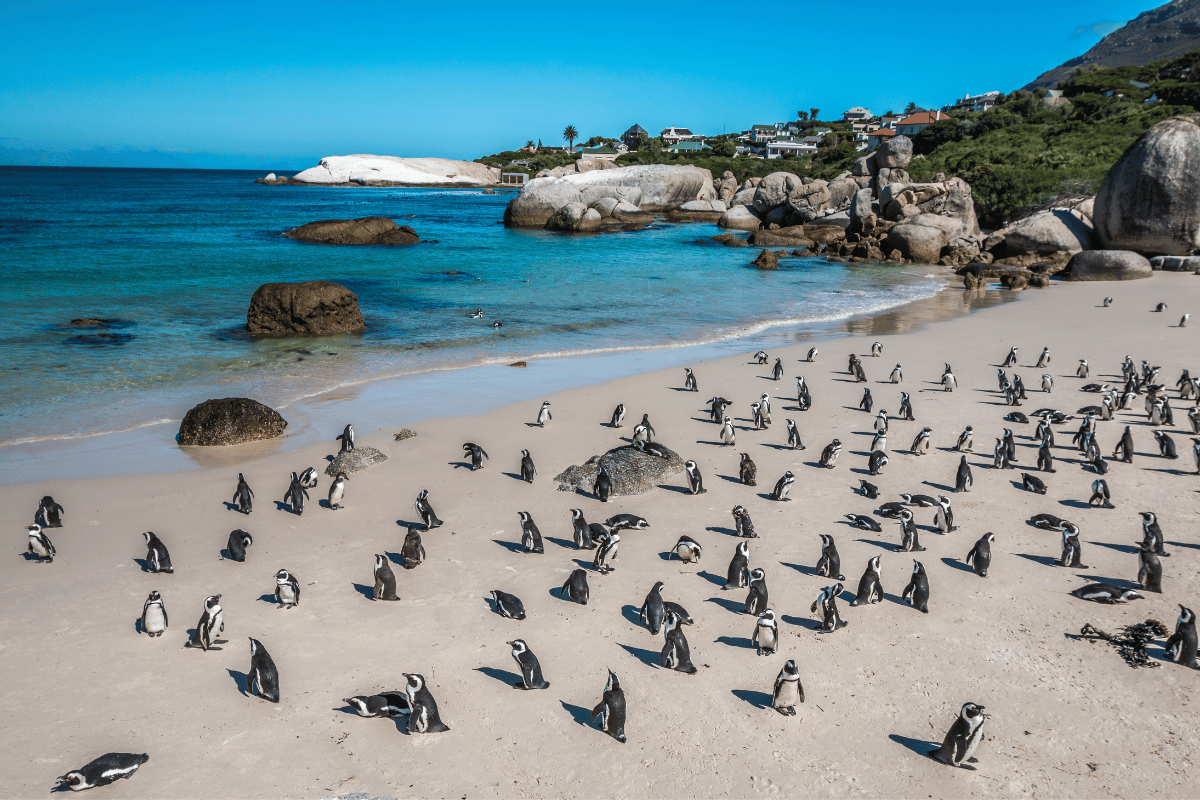 Como visitar Boulders Beach e ver os pinguins na África do Sul Guia do Mundo viagens viajar roteiros