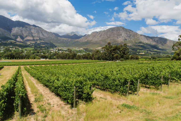 Quais são as melhores vinícolas em Franschhoek Guia do Mundo viagens viajar roteiros