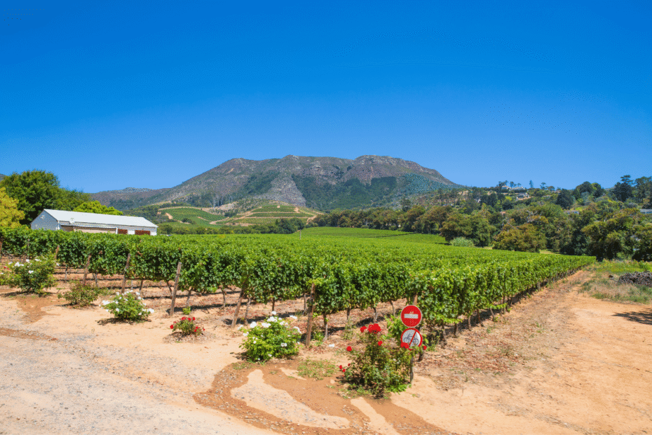 Quais são as melhores vinícolas em Stellenbosch Guia do Mundo viagens viajar roteiros